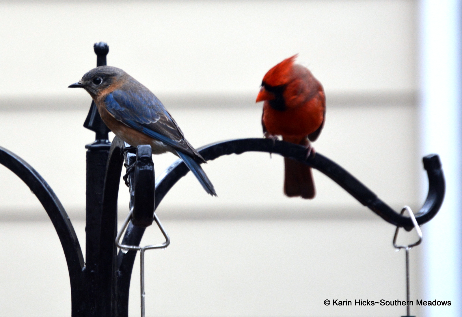 Feeding Bluebirds in Winter