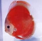 Discus Fish Discus Fish