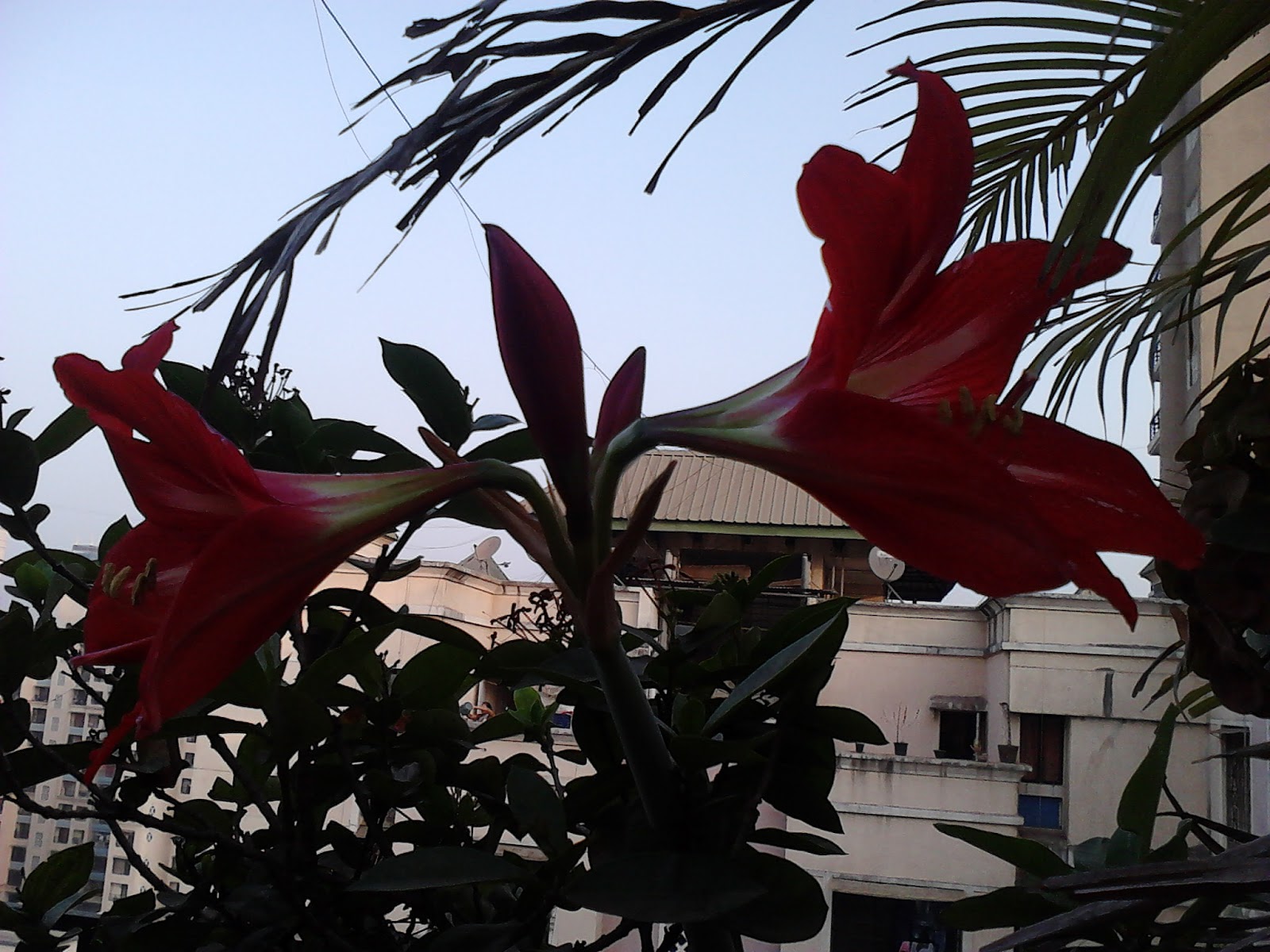 Garden Care Simplified Big Amaryllis Red Lily Flowering Plant Tips