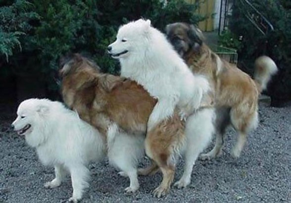 img21: Animals making love img21: Animals making love