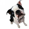 Buldog Francês