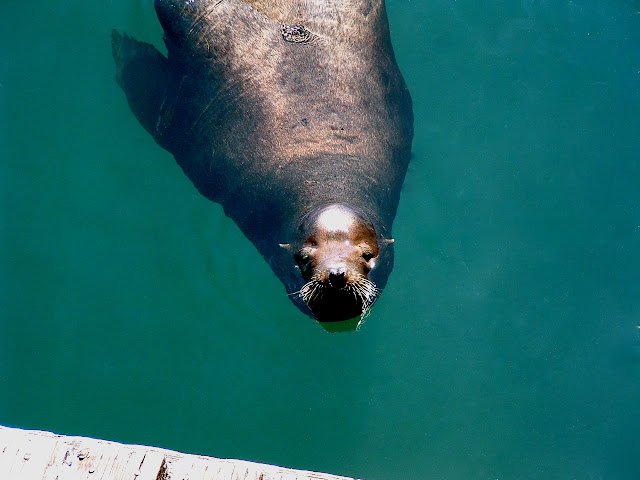 Newport oregon sea lion