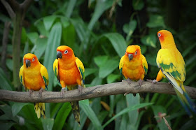Loverbirds 4 love birds in a branch
