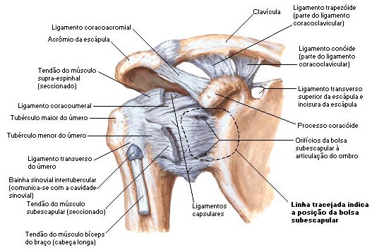 Anatomia braço humano