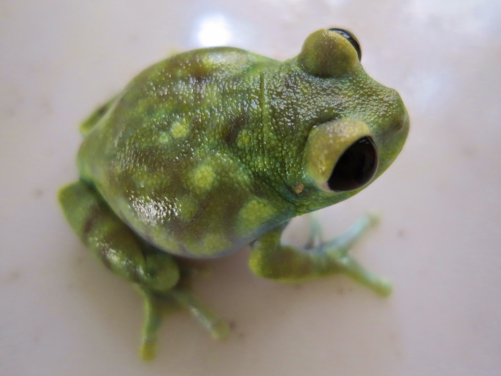 東海道のカエルのブログ ガエちゃん 昼間は寝てばかり ウルグルオオクサガエル