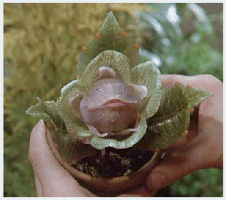 The Flowering Of The Strange Orchid By Hg Wells