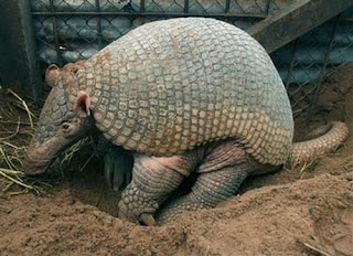 giant armadillo