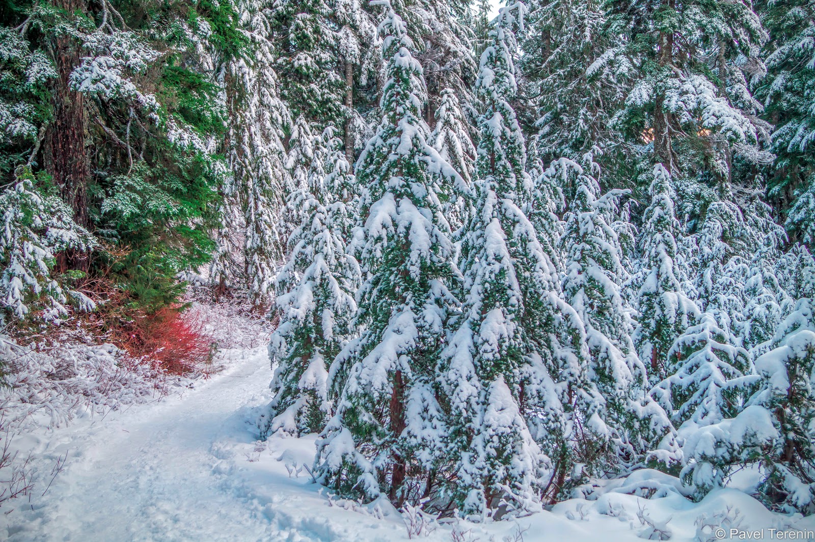  сказочный зимний лес