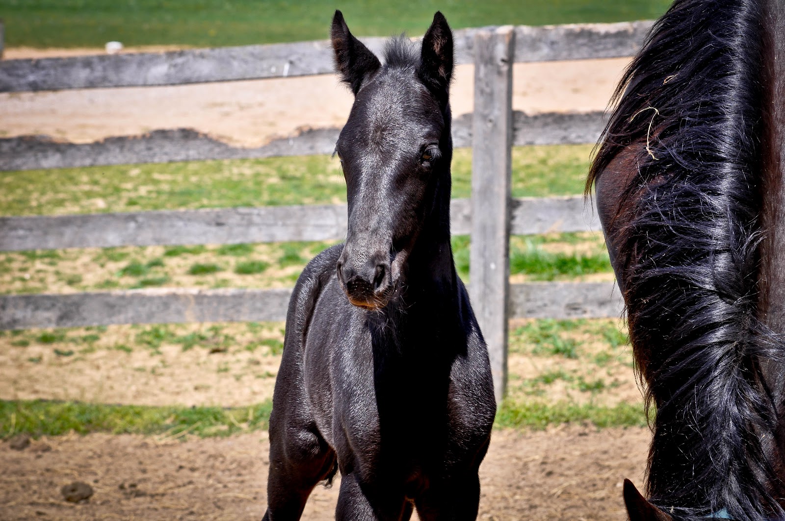 . Sarafina Photography Standardbred Horses at Hanover Shoe Farms