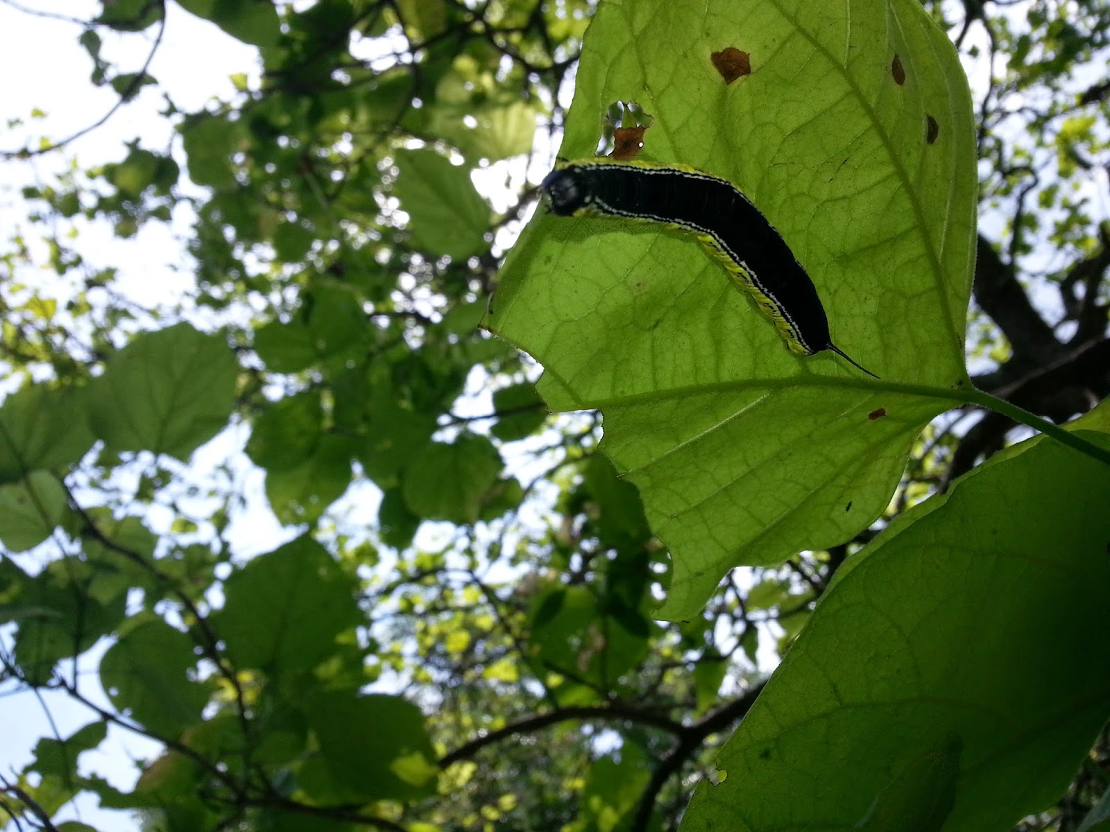 Wife of a Fire Man Catawba Tree Fishing Worms
