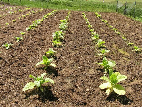 Seminte De Tutun Ai Nevoie De Seminte