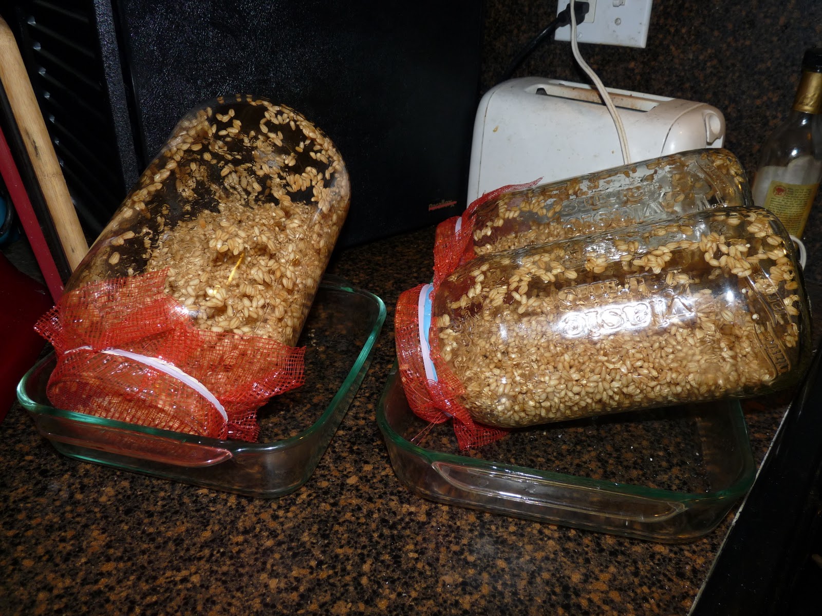 Our Daily Legacy Sprouting Wheat Berries for Flour