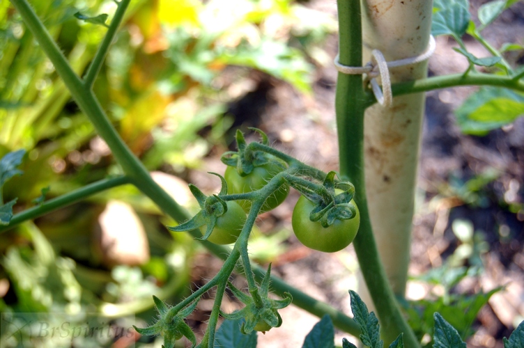 Vintage Recipe Blog Wordless Wednesday Secret Garden