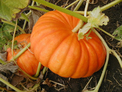 Pumpkin