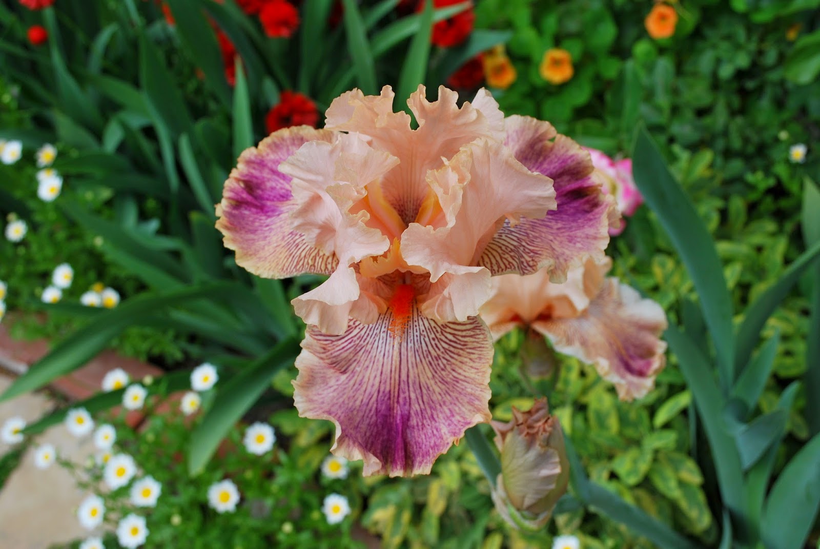 World of Irises: Personal Favorites: Tall Bearded Iris 'Peach Royale'