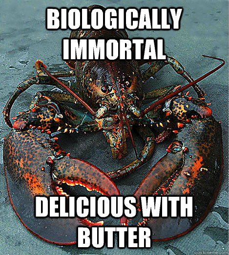 Neurodojo All Lobsters Are Mortal