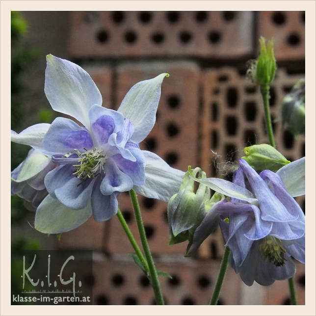 Storchschnabel Und Andere Stauden Gartentage In Seitenstetten No