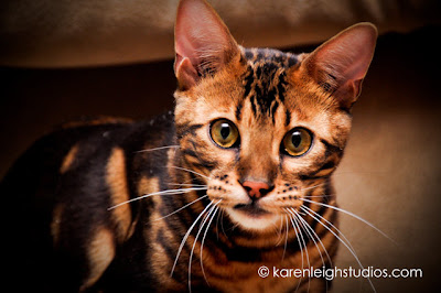 Bengal cat pictures