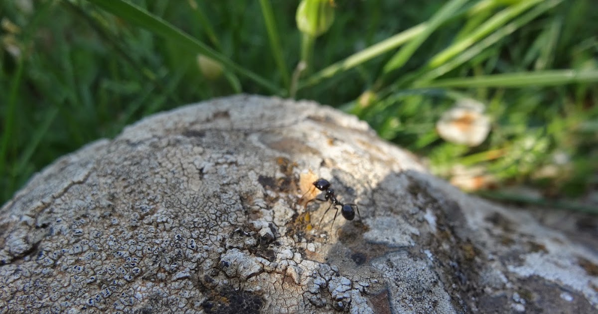Ants convey the seeds of pine trees Ants convey the seeds of pine