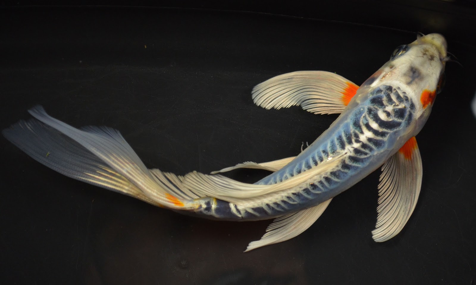 koi-fish.jpg