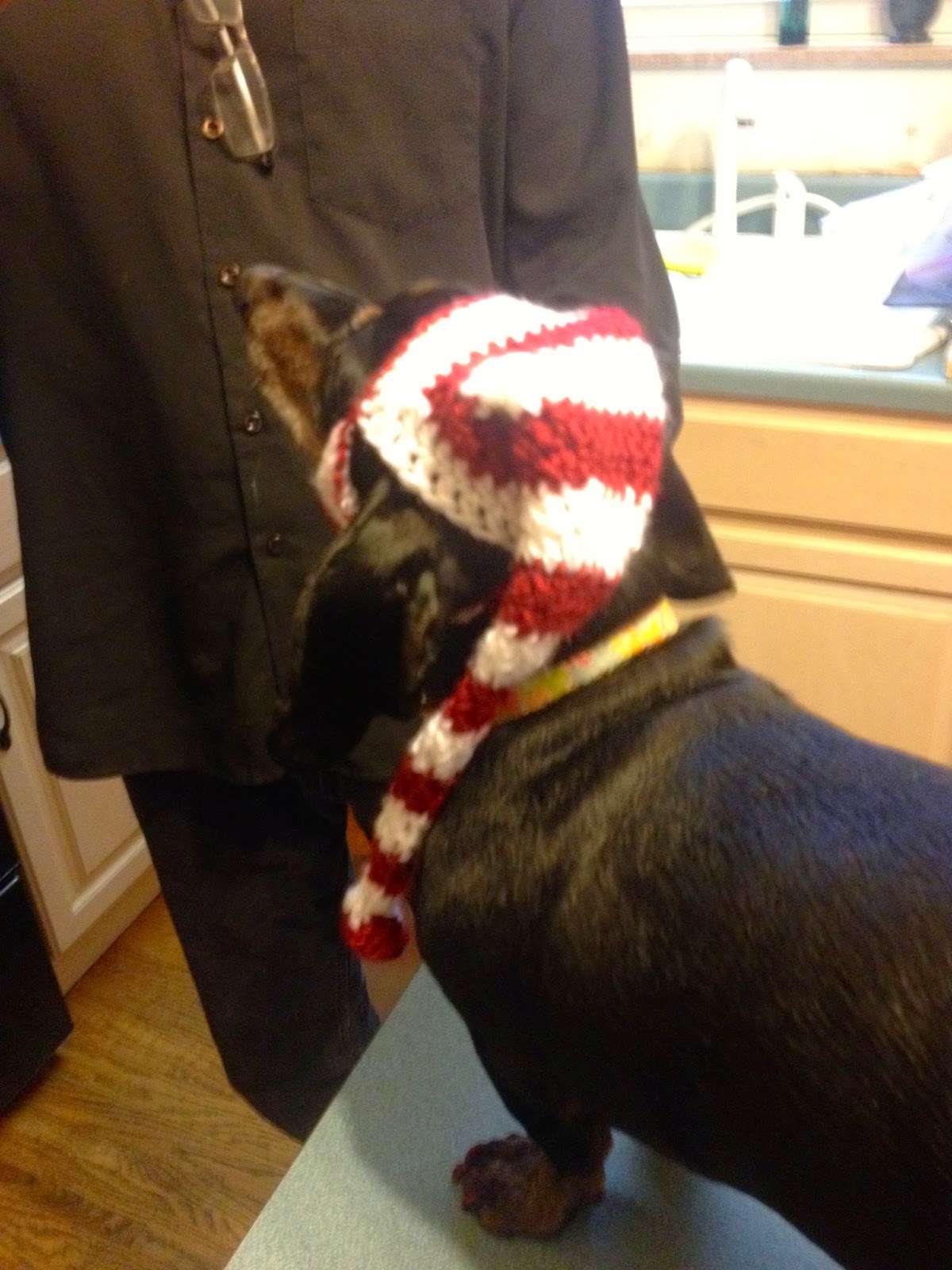 That's the Long & Short of It Holiday Elf Hat for Dogs Free Crochet