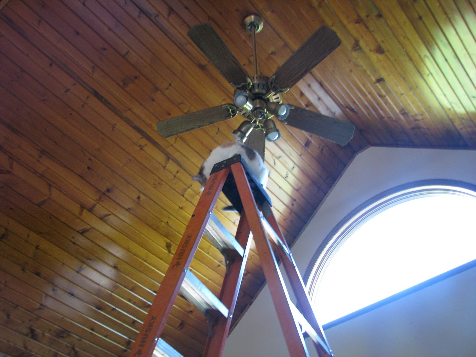 Faith Family Farm New Blog