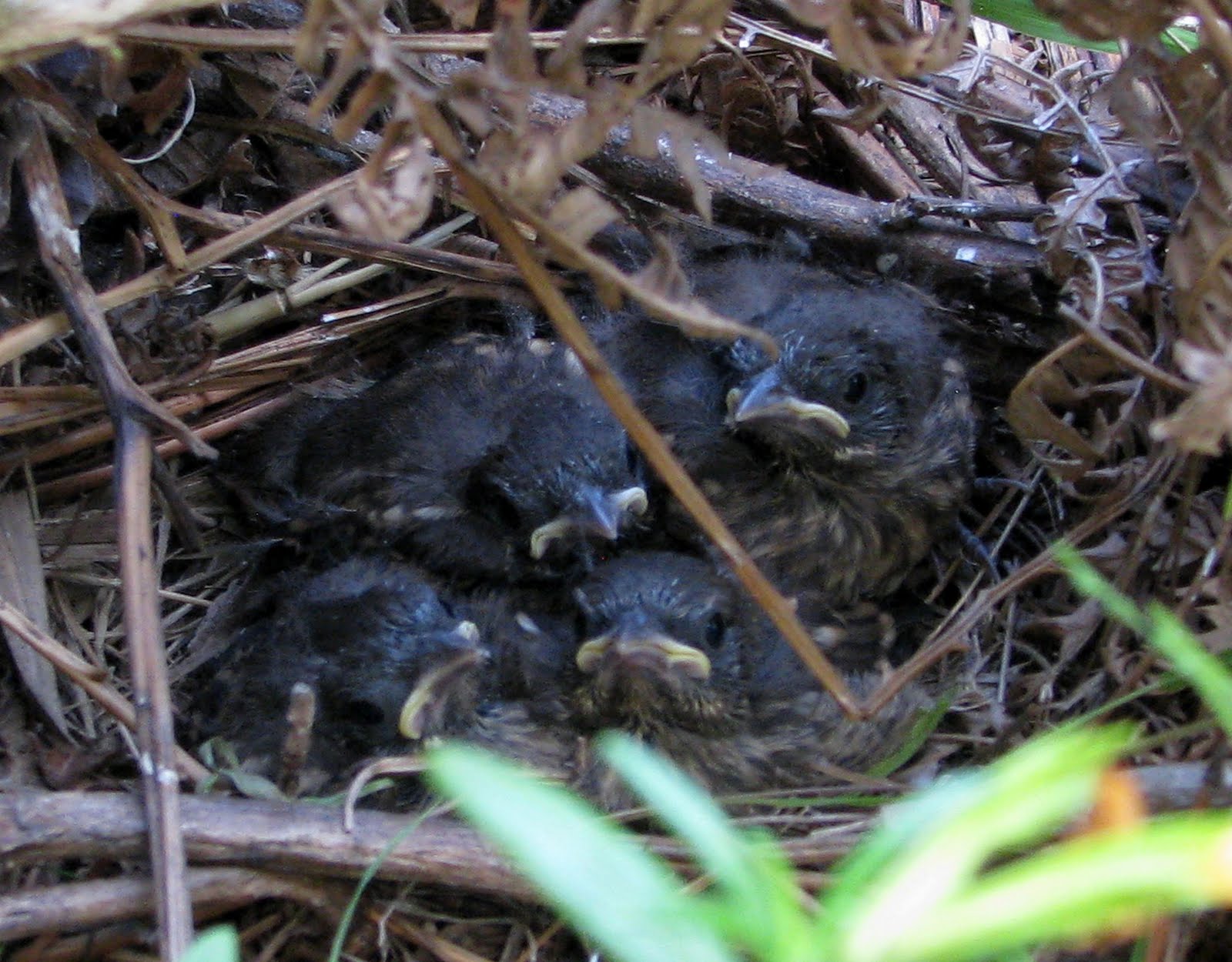 Spotted Towhee Nest
