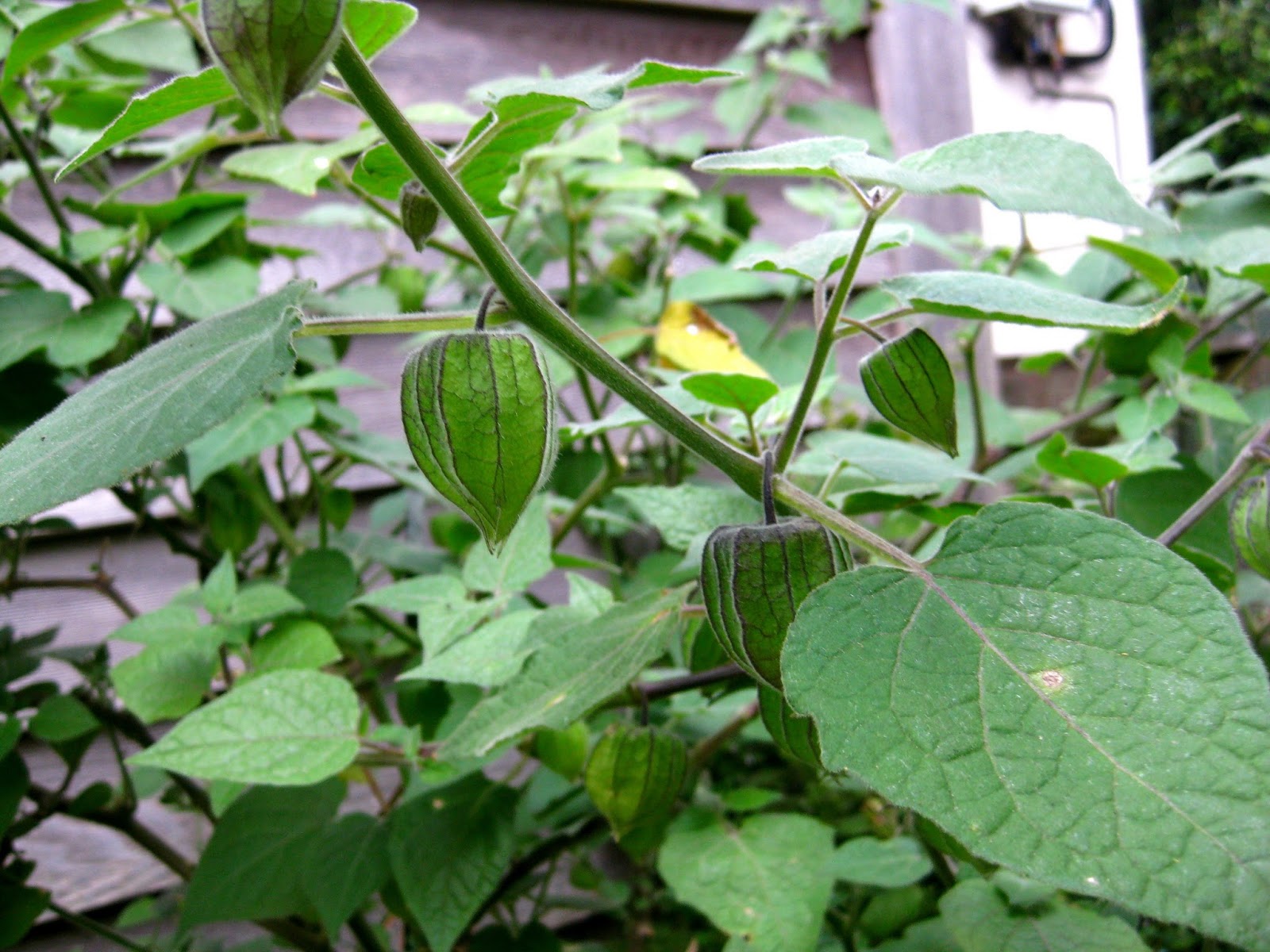 Something Else to Eat A cape gooseberry by any other name&hellip;