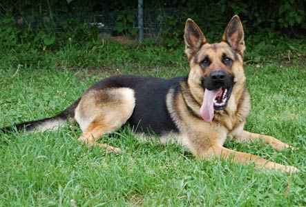 German Shepherd Pet Dogs - Pets Cute and Docile