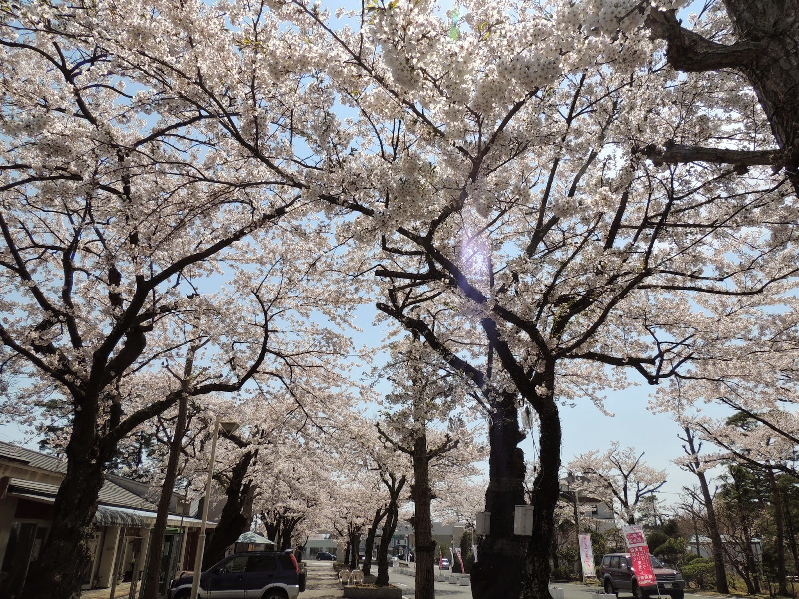 花巻観光協会公式ブログ あったかいなはん花巻 見頃です 花巻温泉桜まつり
