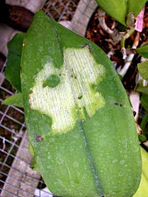 Trên lá hồ điệp xuất hiện những đóm trắng loang lỗ do lá tiếp xúc trực tiếp với ánh nắng mặt trời Trên lá hồ điệp xuất hiện những đóm trắng loang lỗ do lá tiếp xúc trực tiếp với ánh nắng mặt trời