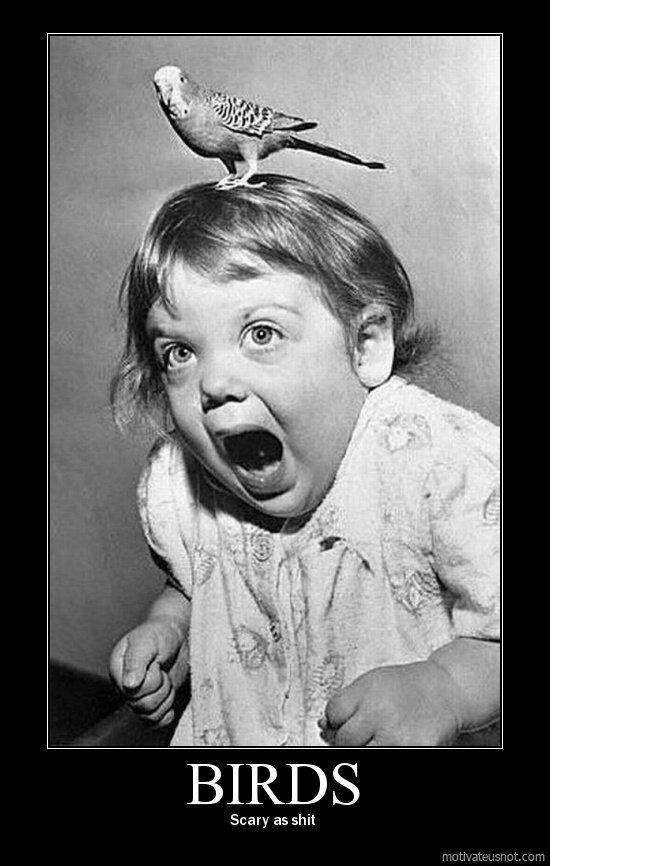 Carpe diem Ornithophobia fear of birds