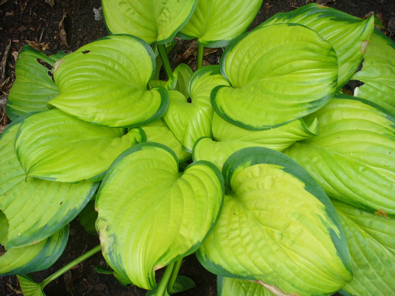 Hosta Heaven Plant Something Oregon
