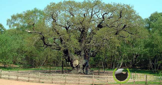 Major Oak