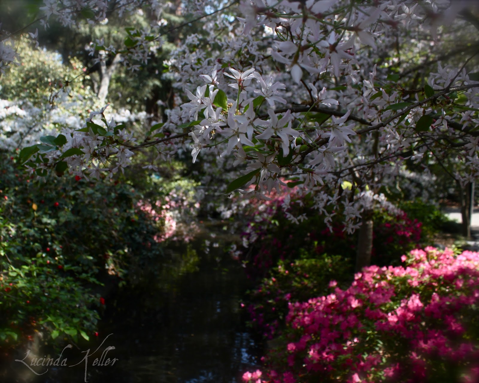 Cobalt Violet: Japanese Gardens and Lilacs in Bloom ~ Descanso Gardens