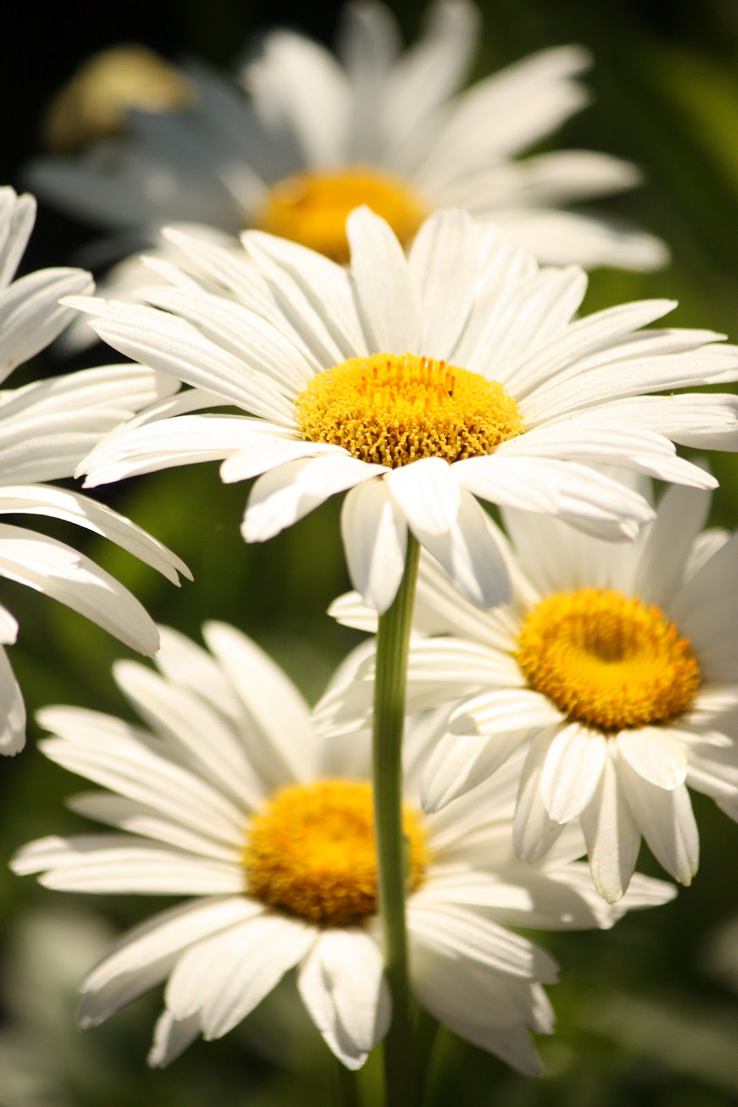 1000+ images about flower pictures on Pinterest Tulip, Shasta daisies