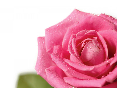 wallpaper: Pink Rose Wallpapers