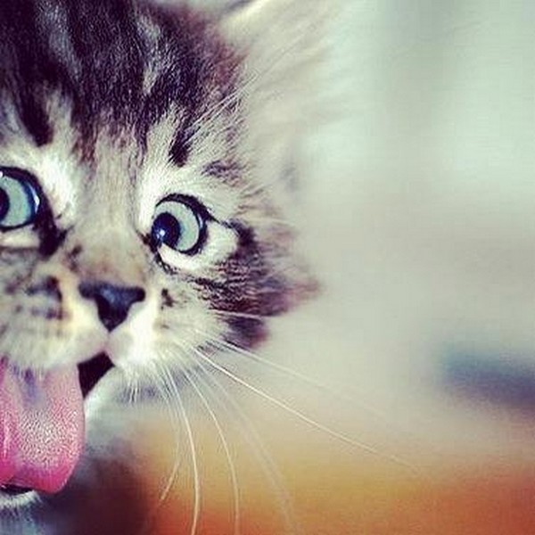 cats02.jpg