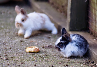 types of bunnies that stay small