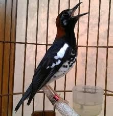 Jenis-Jenis Burung Yang Paling Di Cari Saat Ini Dan Kisaran Harganya Jenis-Jenis Burung Yang Paling Di Cari Saat Ini Dan Kisaran Harganya