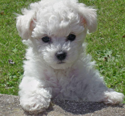 Bichon Frise Puppies