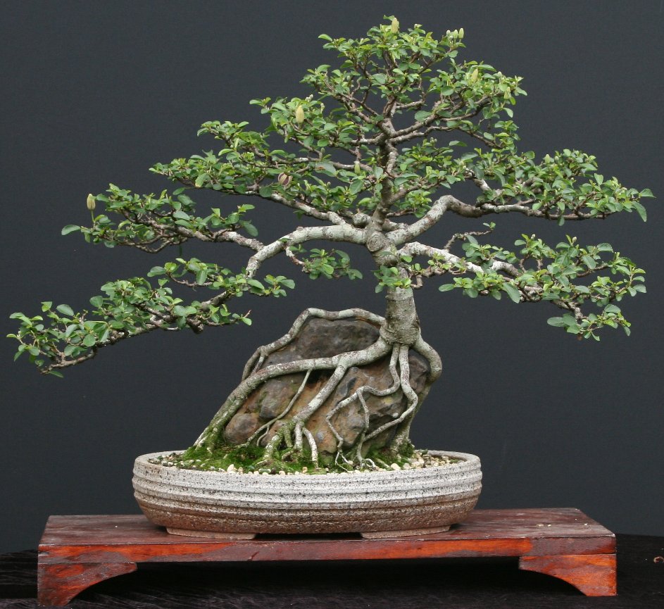 LENNARD'S BONSAI BEGINNINGS. Grewia occidentalis