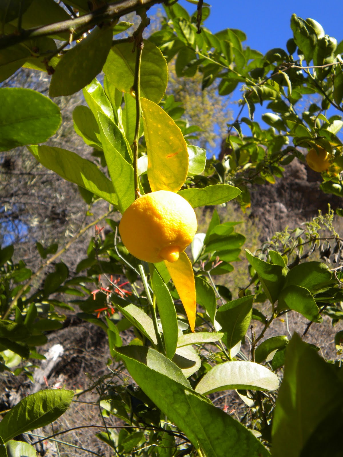 bergamot orange tree