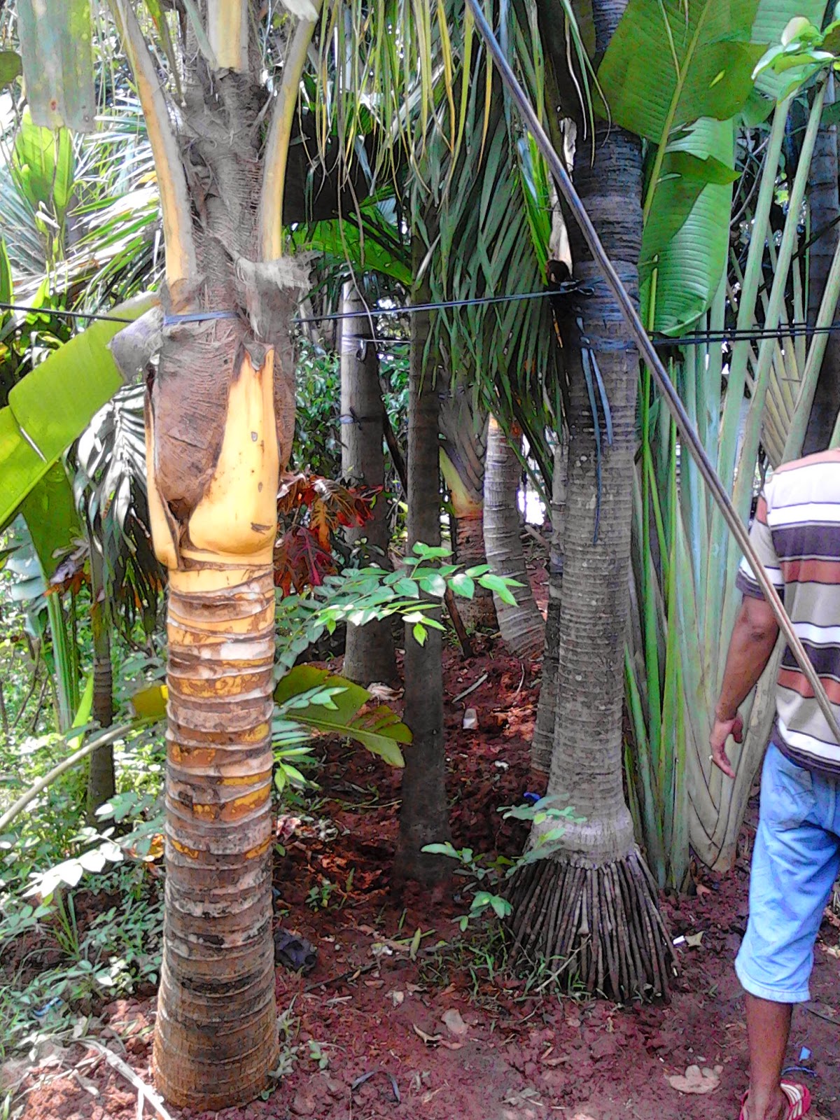Pohon kelapa gading | kelapa kuning | kelapa hijau | kelapa bonsai | suplier tanaman | jasa pembuatan taman