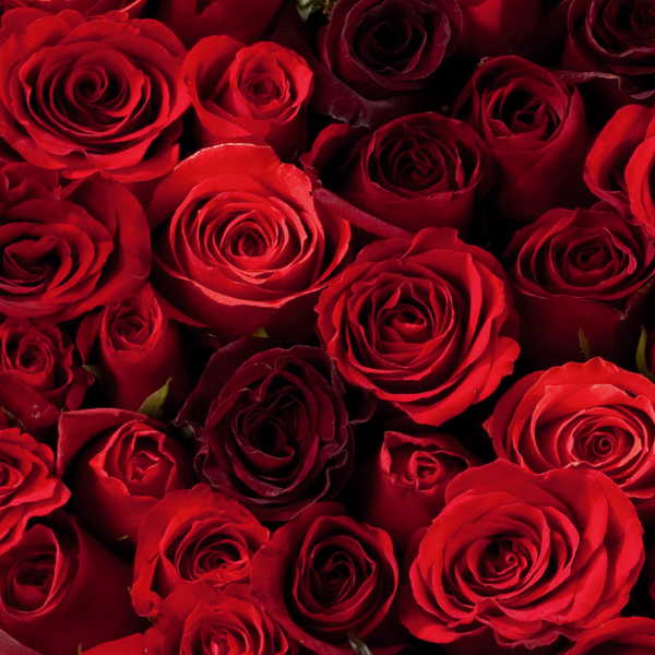 roses+rouges.jpg