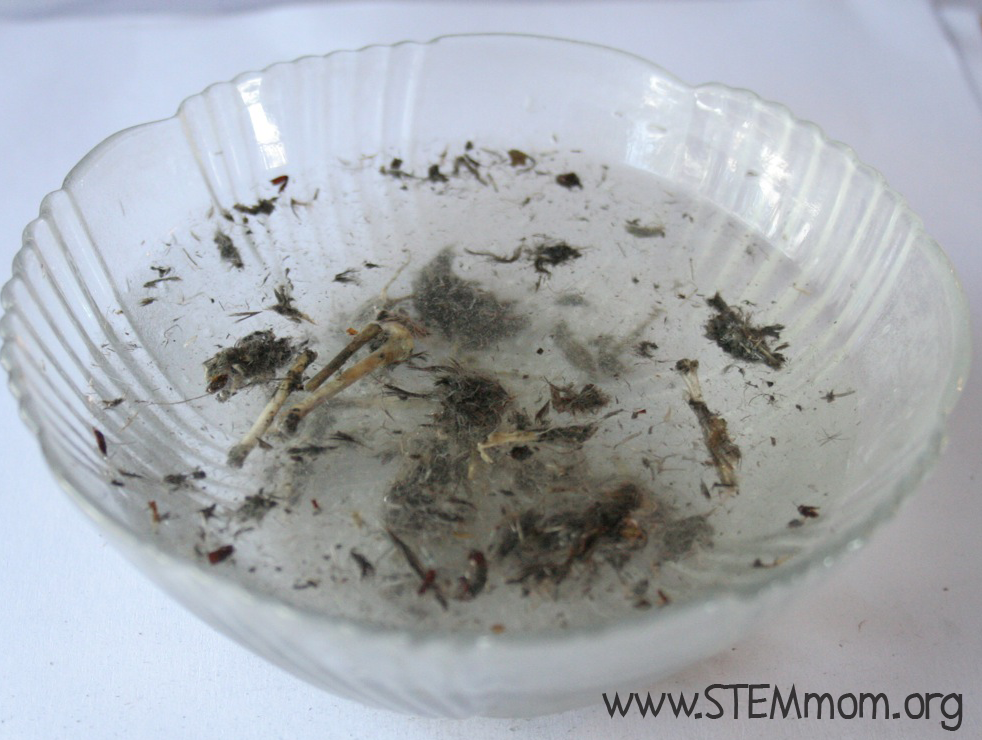STEM Mom Collecting & Dissecting Owl Vomit (Pellets)