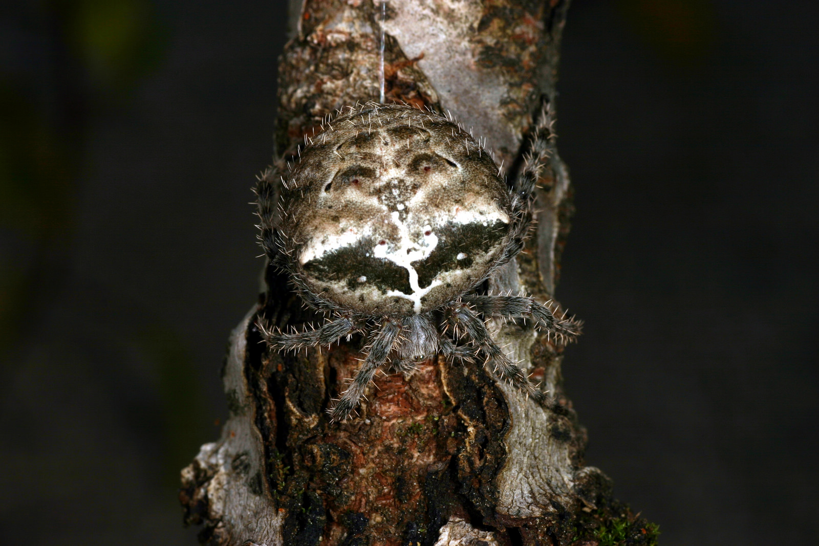 Cat-Faced Spider: The Hardworking Staff Member You Didn't Know