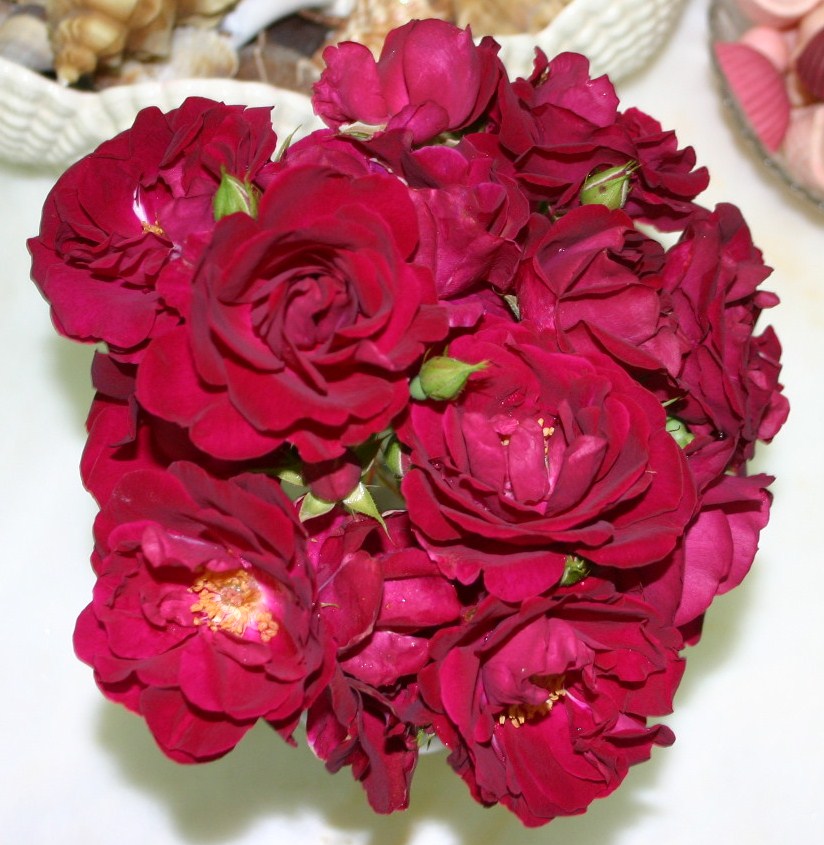 Sueraypole Com Shanty Irish