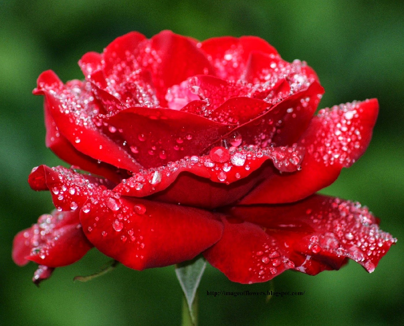 Pictures Of Beautiful Flowers And Roses