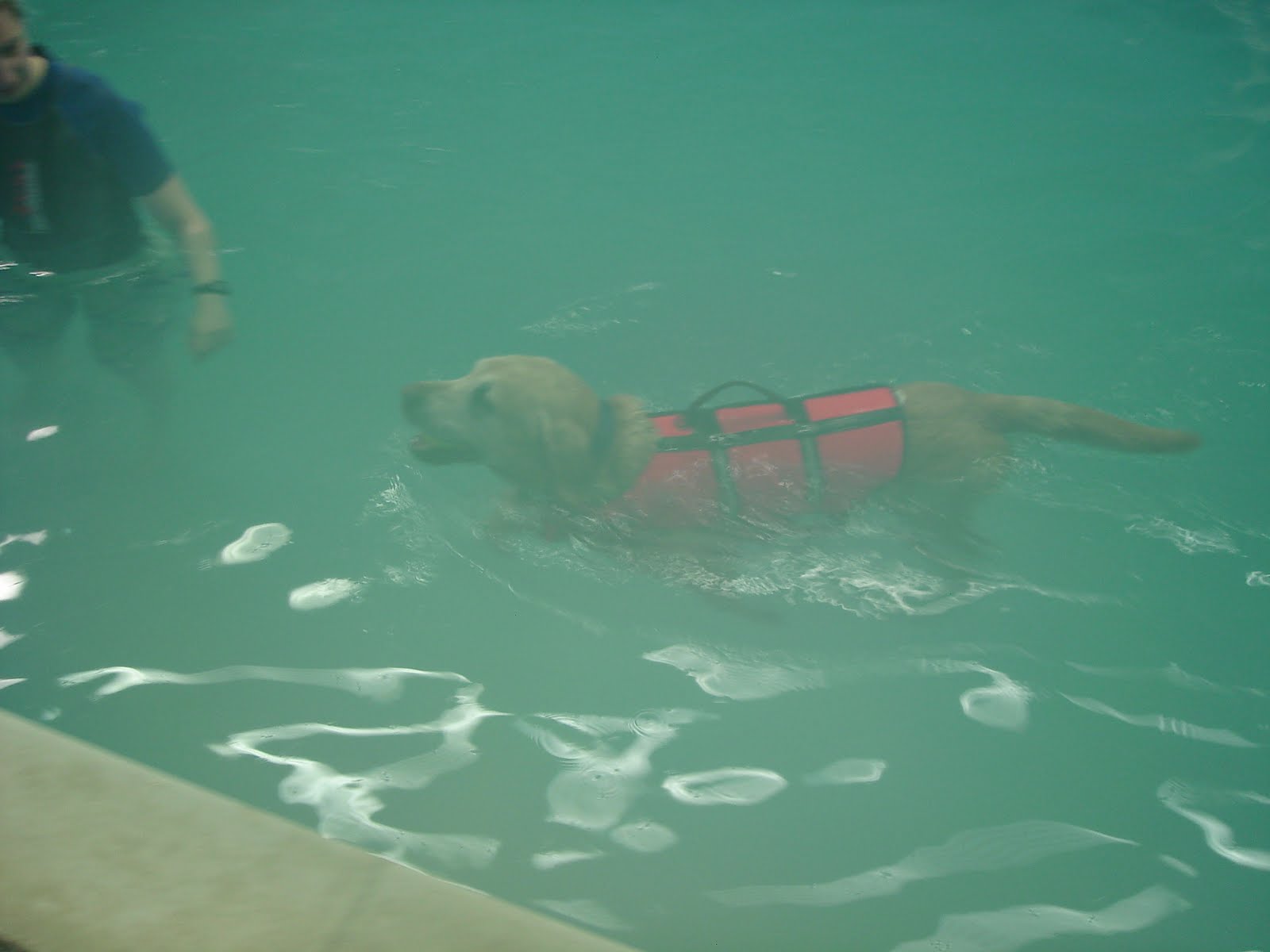 Matron's Dogblog Hydrotherapy for Dogs